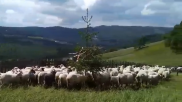 mieszanie owiec wisła