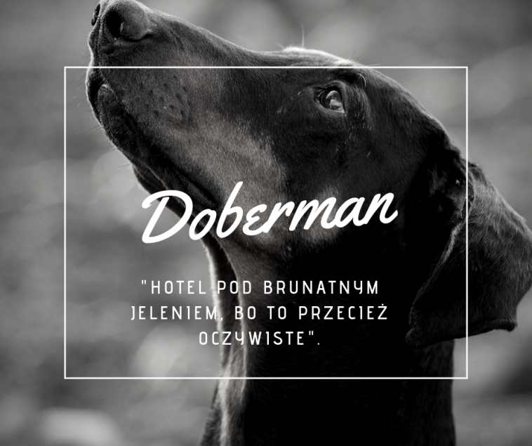Doberman [Felieton]