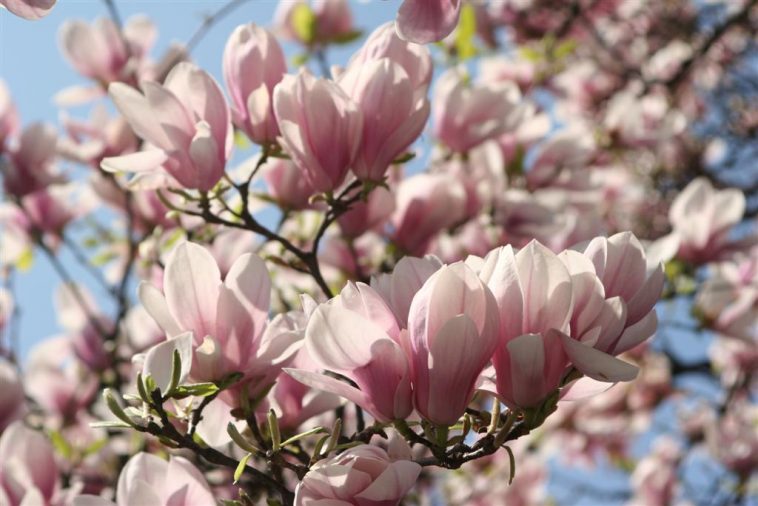 Najpiękniejsze magnolie w Polsce zakwitły! Są jednym z symboli Cieszyna.