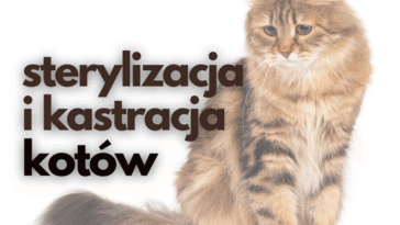 Cieszyn: Sterylizacja i kastracja kot&oacute;w z dofinansowaniem z budżetu Gminy Cieszyna